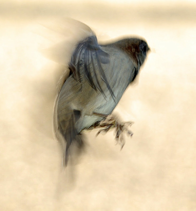 Comment Image